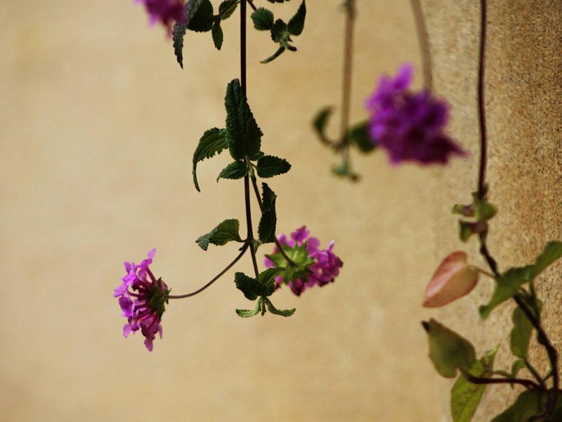 The last stem of&nbsp;hope